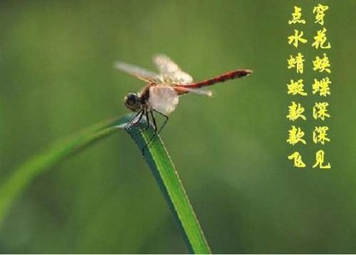 杜甫的黄梅时节萧萧雨点水蜻蜓什么飞