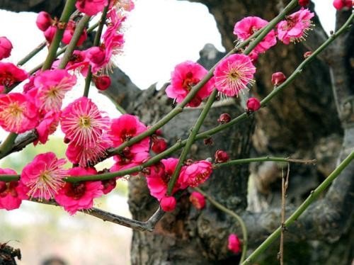 三九严寒何所俱,独立冰雪吐芬芳！找相对应的诗