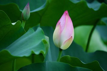 菡萏是什么意思？