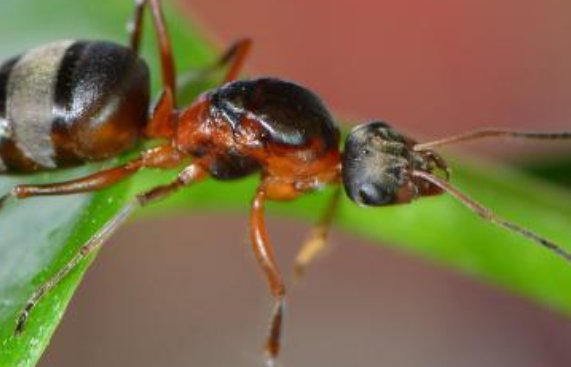 蚂蚁发出来的叫声是什么样的？