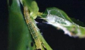 枣粘虫很严重,我们应该怎么解决?