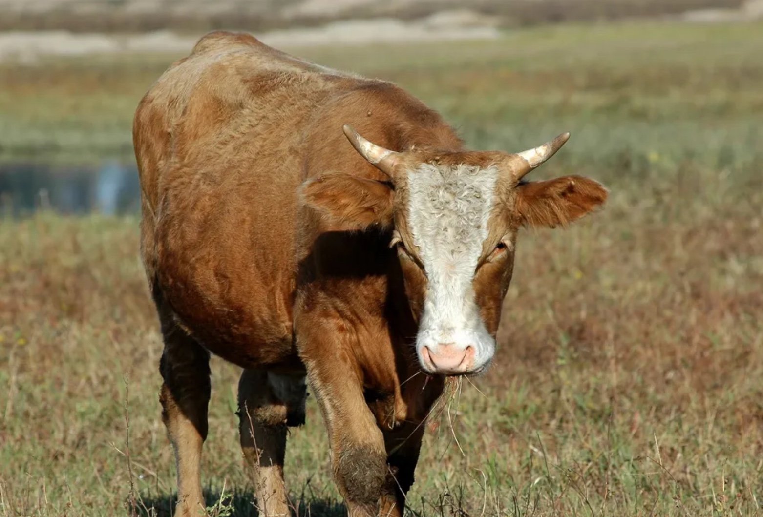 明察秋毫属于哪个生肖