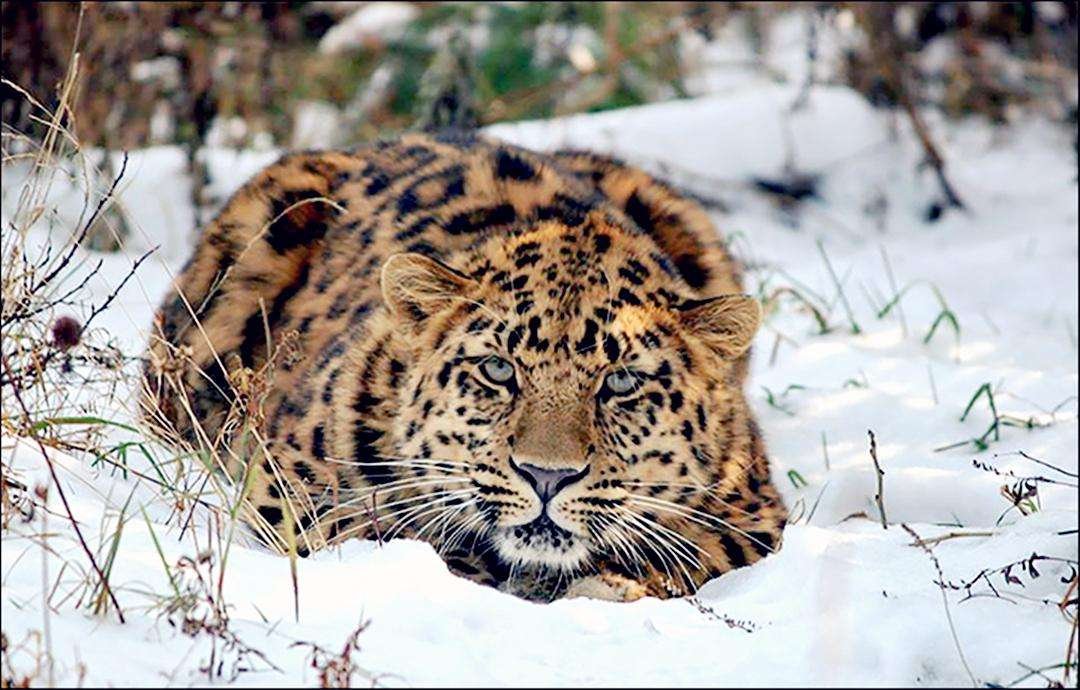 东北豹进村饱餐后咬死100多只鸡，给养殖户造成了多大的损失？