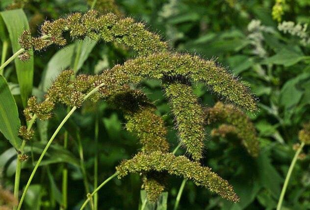 稷的意思和含义