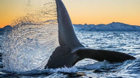 虎鲸的资料有哪些?