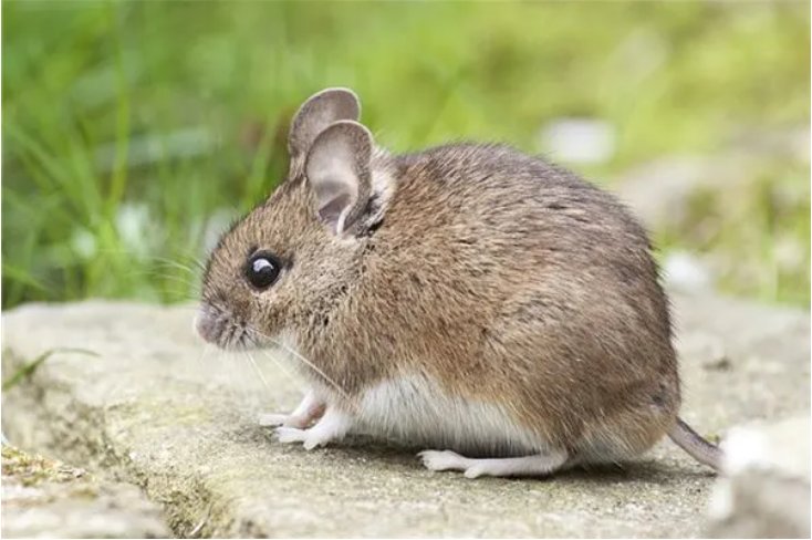 随口乱说指哪个生肖