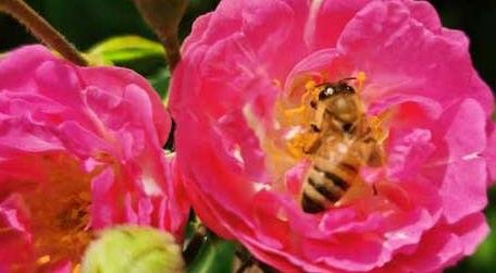 打死一只蜜蜂会报复吗 打死蜜蜂会不会报复