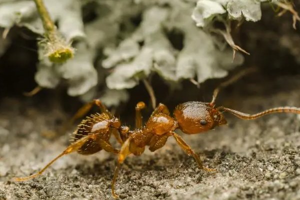 成语和光同尘 蚂蚁庄园