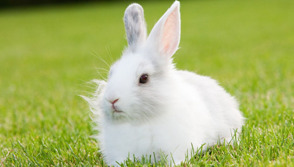 2023年是什么属相？