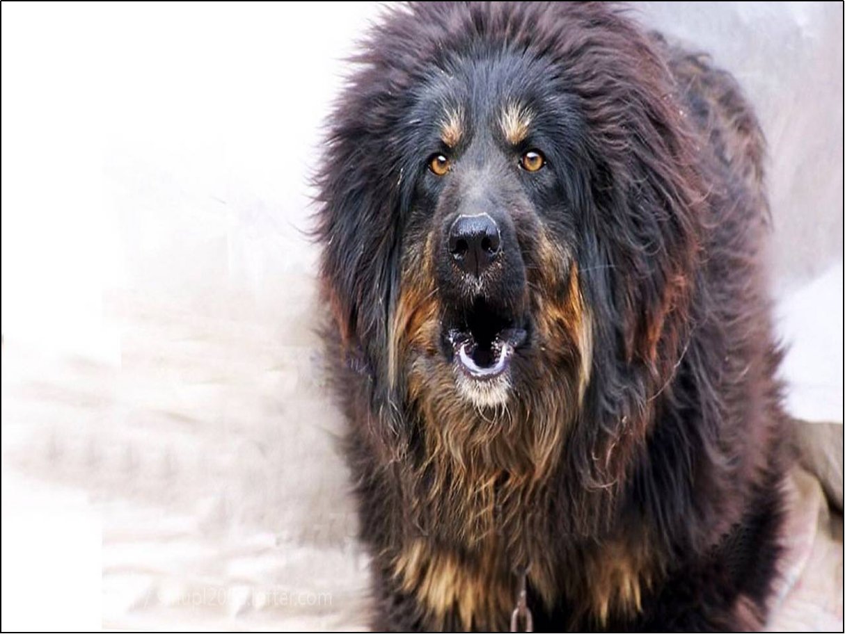 大型犬品种大全