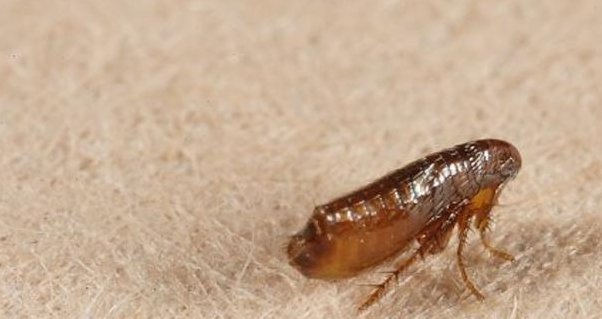 虱子多了不怕咬啥意思?