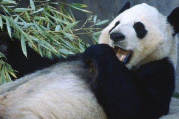 熊猫用英文怎么读