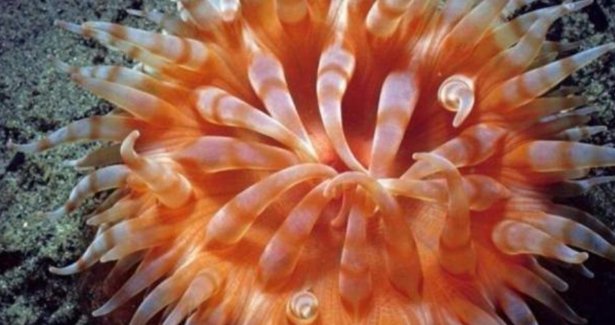 千奇百怪造句怎么造句