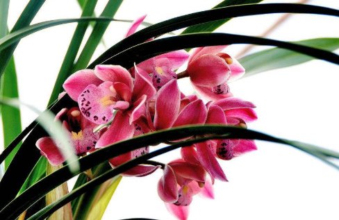 兰花几月开花？