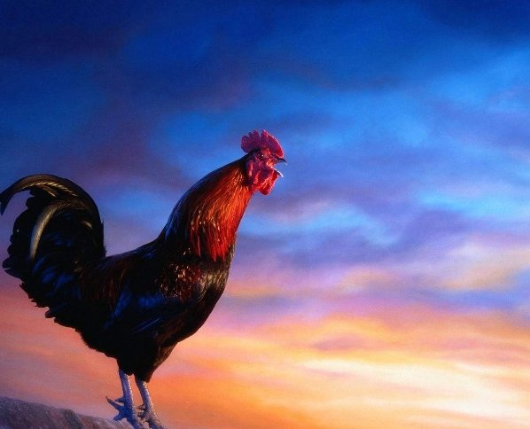 公鸡在清晨会打鸣，母鸡在下蛋后会咯咯叫，这是为什么？