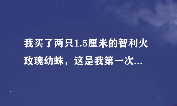 我买了两只1.5厘米的智利火玫瑰幼蛛，这是我第一次养，是个新手，所以想跟各位高手讨教一些养殖经验…...