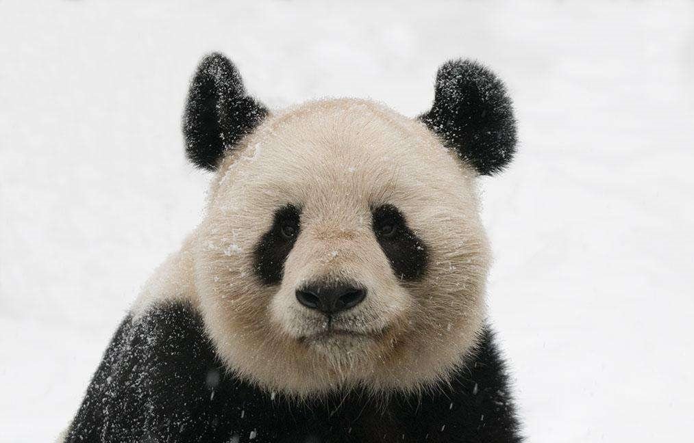 中国野生大熊猫分布区