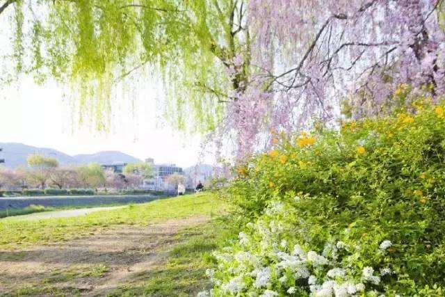 莫待无花空折枝是什么意思？