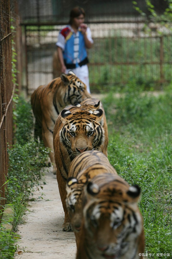 一切尽在不言中是什么意思