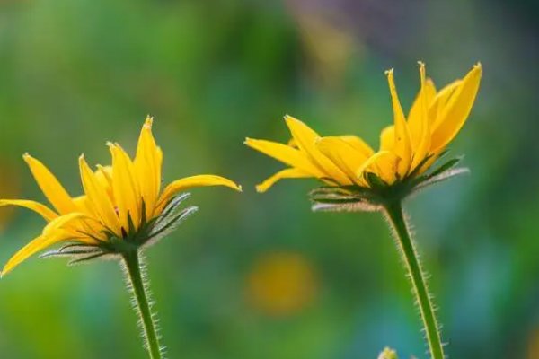 描写森林的现代诗歌