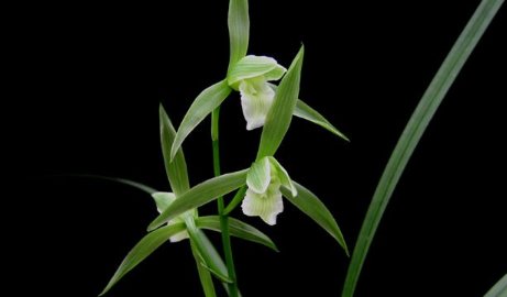 兰花几月开花？