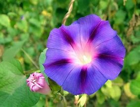 紫色牵牛花花语是什么？