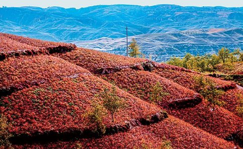 地满红花红满地,天连碧水水连天的意思
