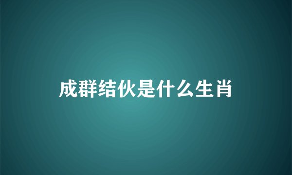 成群结伙是什么生肖