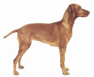 威斯拉犬的外貌特征