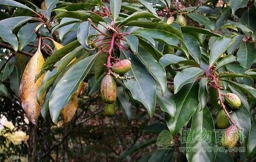 马蹄参的化学成分