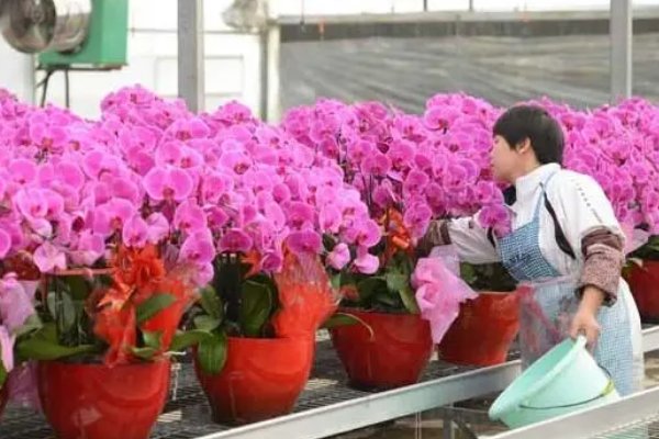 花卉生产与花艺的就业方向有哪些