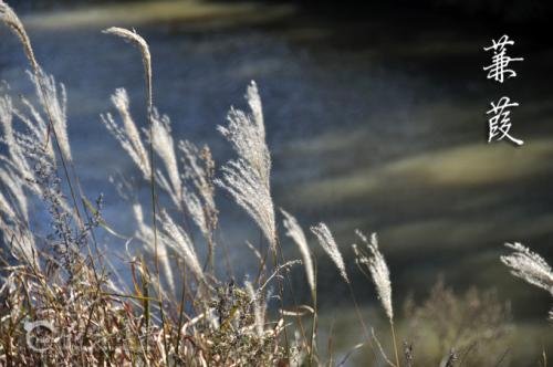 有位佳人在水一方 的全诗句？