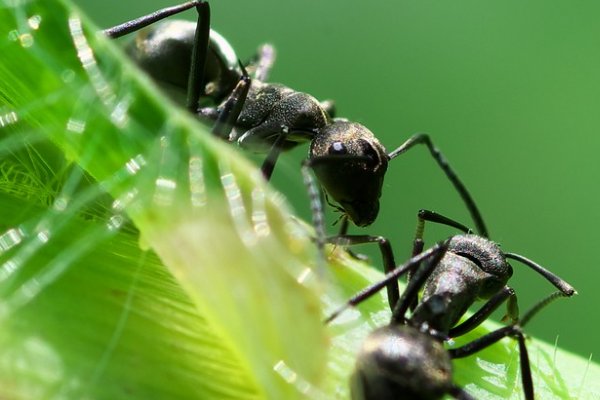 成语和光同尘 蚂蚁庄园