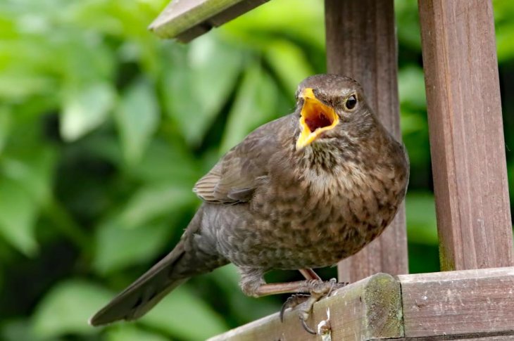 songbirds是什么意思