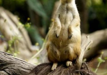 结尾的读音是什么？