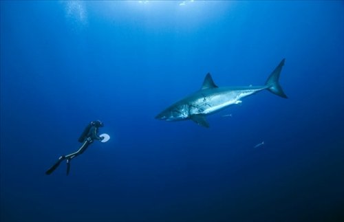 勇于挑战梦想的海豚的主演简介