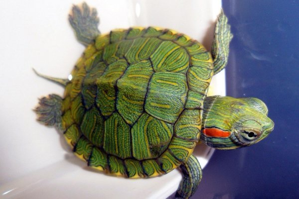 绿壳小乌龟怎样养护？