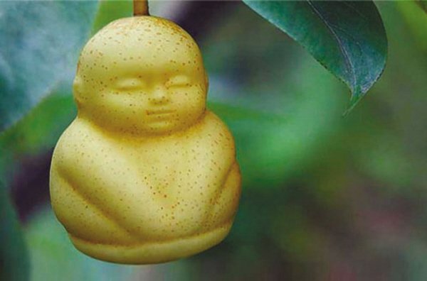 娃娃梨的基本介绍