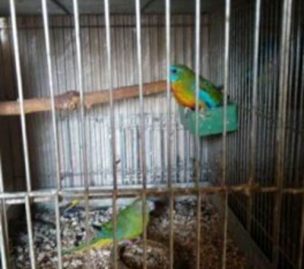 鲜红胸鹦鹉的分布范围