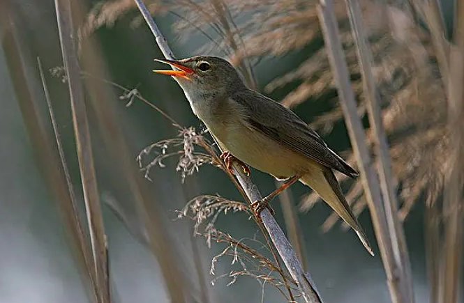 songbirds是什么意思