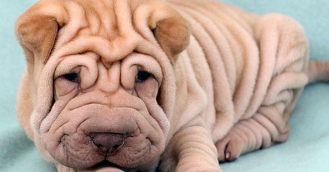 沙皮狗多少钱一只