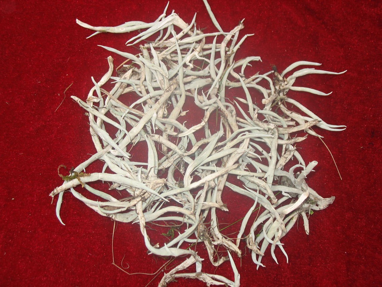 太白参的用法与用量