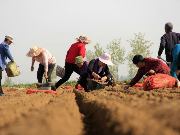 播种的最佳时间是哪个节气