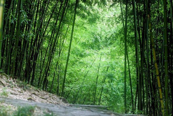 历史上,成语胸有成竹主要讲的人物是谁,最终结局如何?