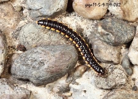 这小虫叫什么？