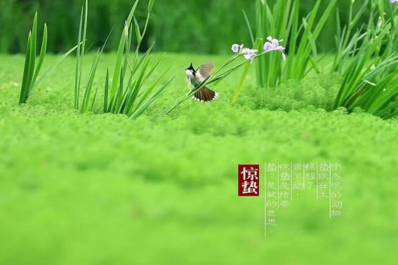 蚂蚁庄园惊蛰的蜇是什么意思