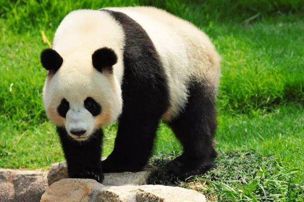 熊猫用英文怎么读