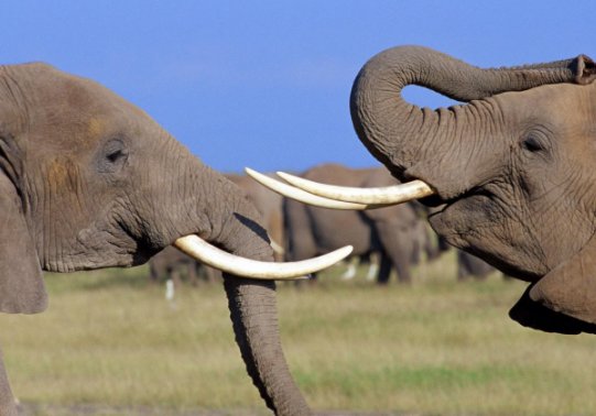 象的拼音怎么写