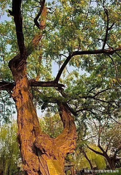 农村的谚语“门前一颗槐，不挣自己来”，有没有道理？