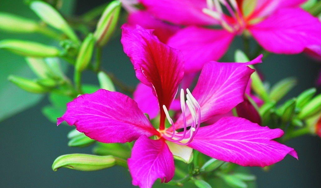 中国广州的市花，中国国花，澳门区花，香港区花是什么？